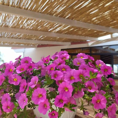 Agriturismo "Terra D'Ulivi" 切萨雷奥港 外观 照片