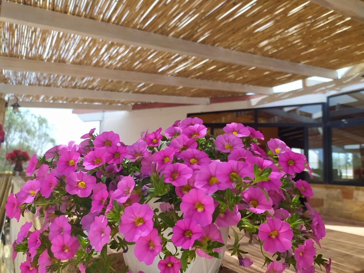 Agriturismo "Terra D'Ulivi" 切萨雷奥港 外观 照片