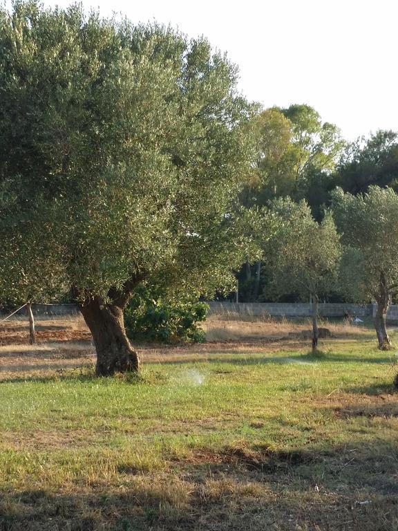 Agriturismo "Terra D'Ulivi" 切萨雷奥港 外观 照片