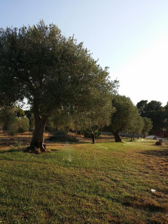 Agriturismo "Terra D'Ulivi" 切萨雷奥港 客房 照片
